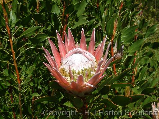 Protea King_2 